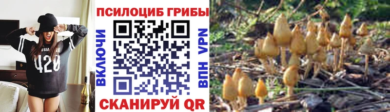 Купить закладки  Щучье  Псилоцибиновые грибы ЛСД 